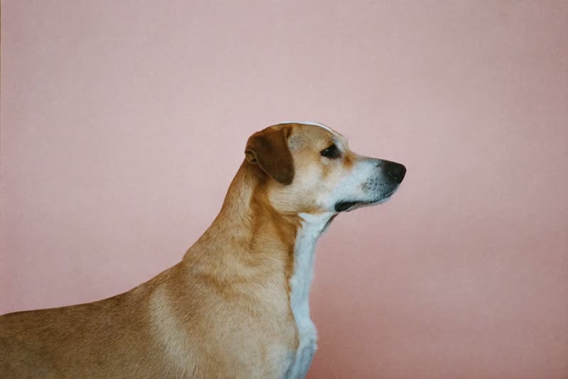 A calm dog standing in profile