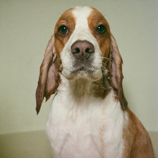 A damp spaniel being bathed