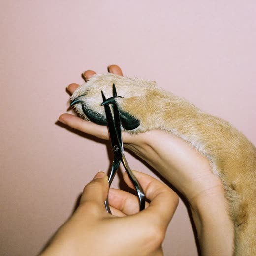A dog's paw held for nail clipping