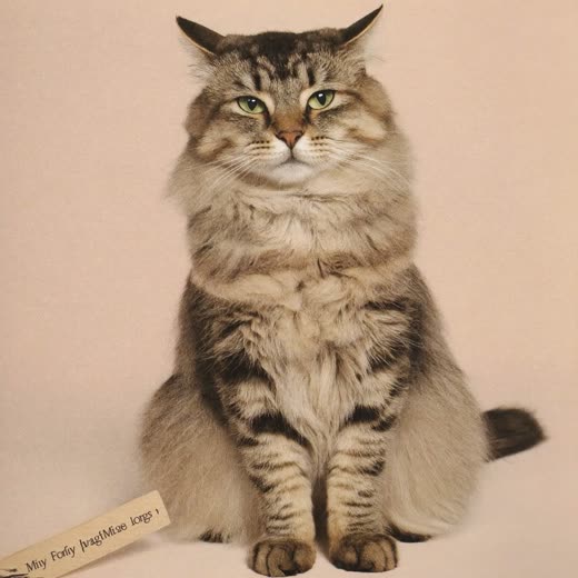 A long-haired cat, coat brushed smooth
